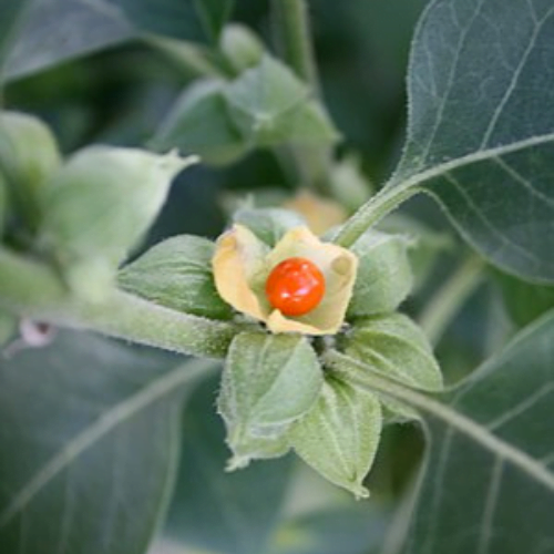 Ashwagandha - अश्वगंधा